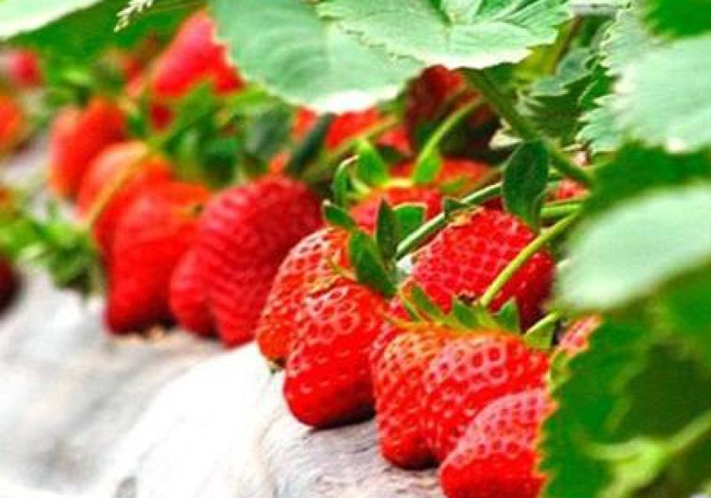 刘家峡摘草莓一日游